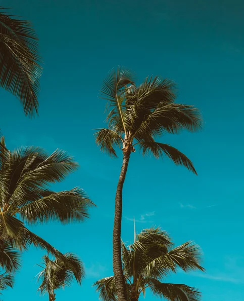 Duke Kahanamoku - Biography, Age, Net Worth, Career & Family Timeline