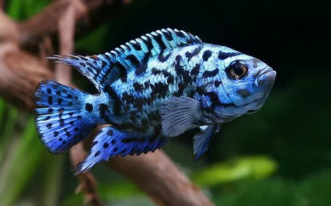 Jack Dempsey - Biography, Age, Net Worth, Career & Family Emotional Geography