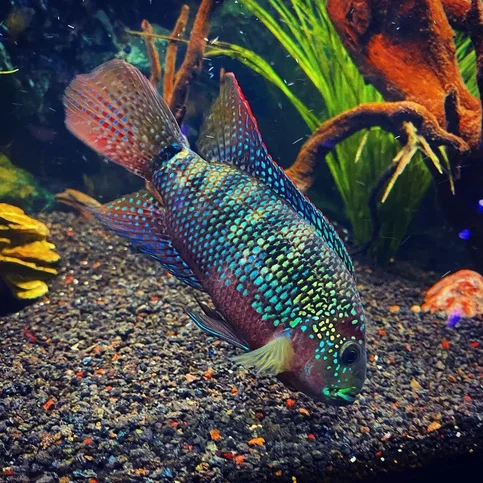 Jack Dempsey - Biography, Age, Net Worth, Career & Family Timeline