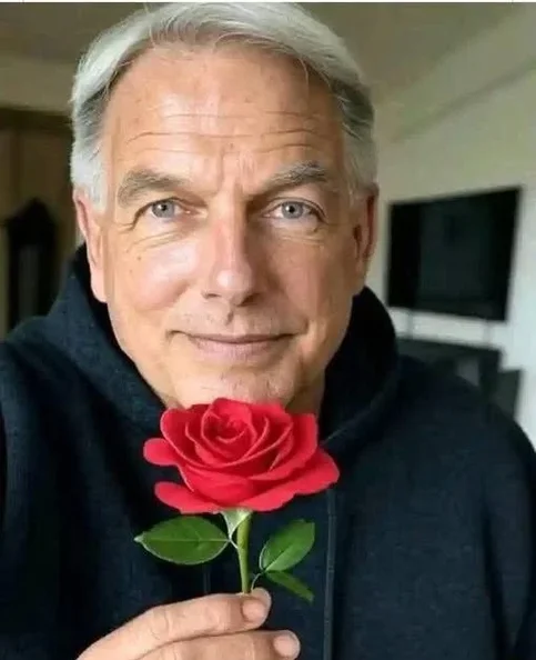 Mark Harmon - Biography, Age, Net Worth, Career & Family Timeline