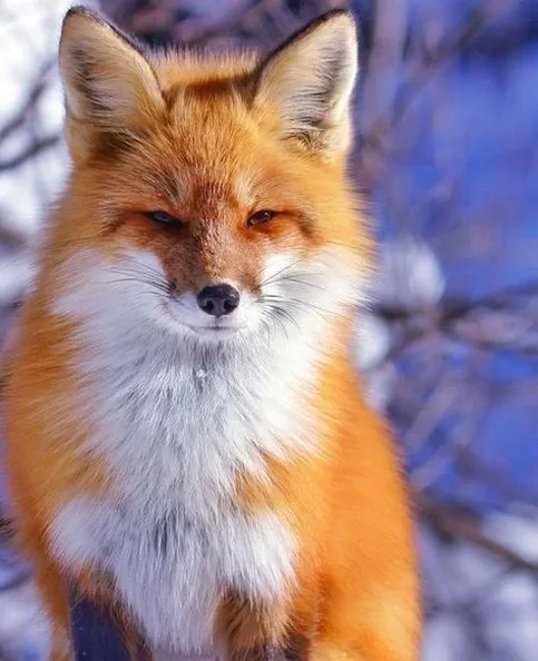 Redfoo - Biography, Age, Net Worth, Career & Family Cost of Becoming