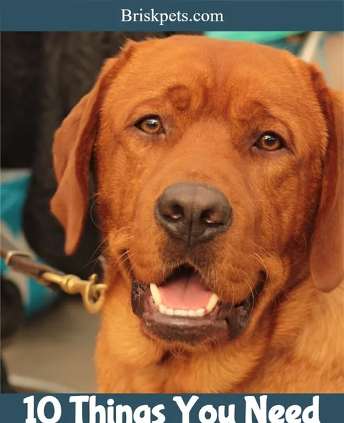 Redfoo - Biography, Age, Net Worth, Career & Family Timeline